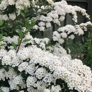 Spiraea 'Snowmound'